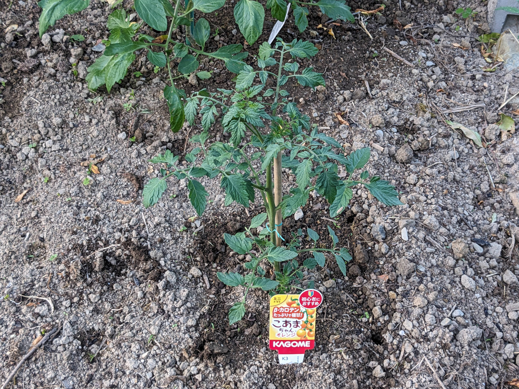 畑に定植したこあまちゃん(R)オレンジ