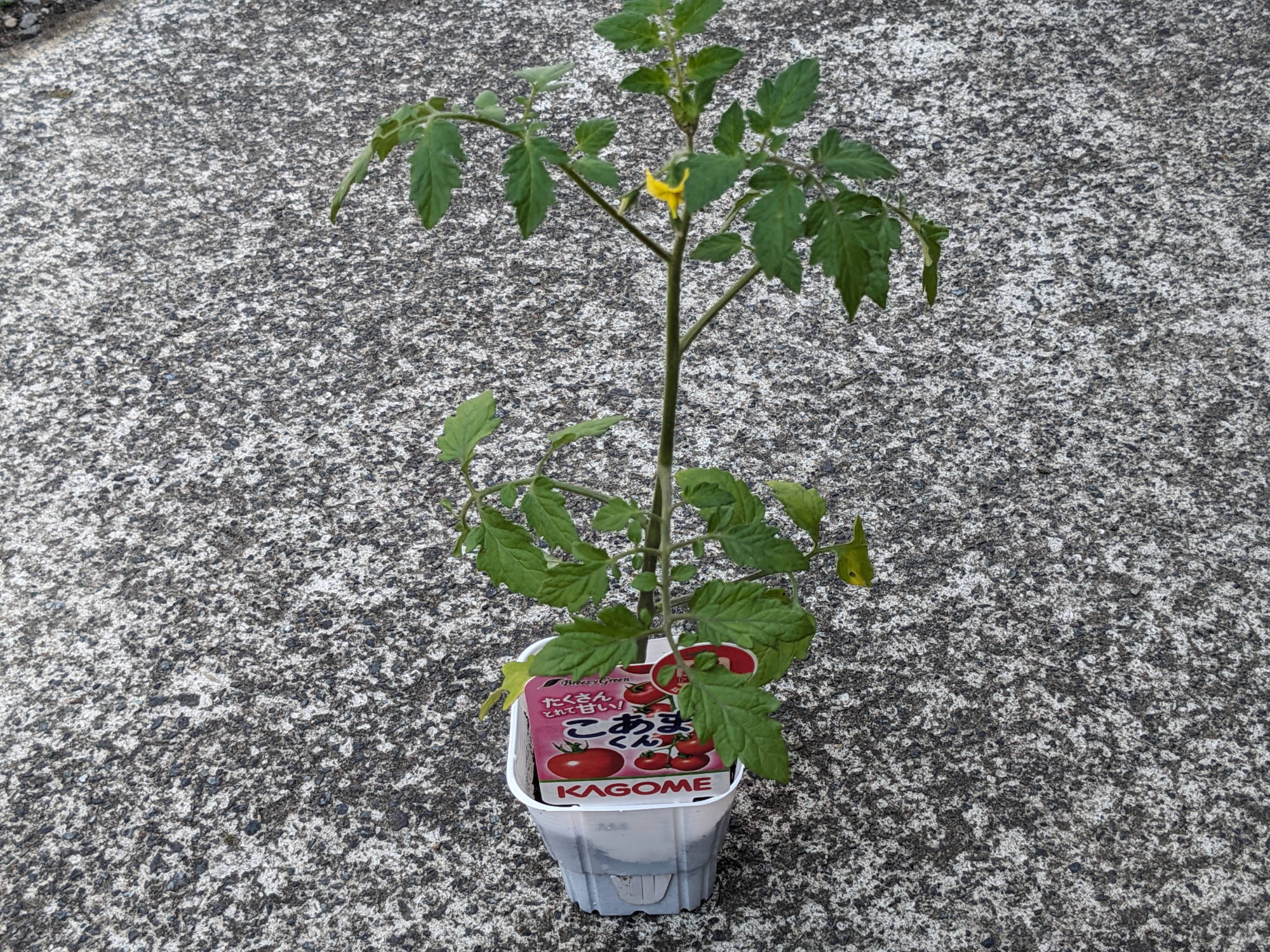 畑に定植したこあまくん