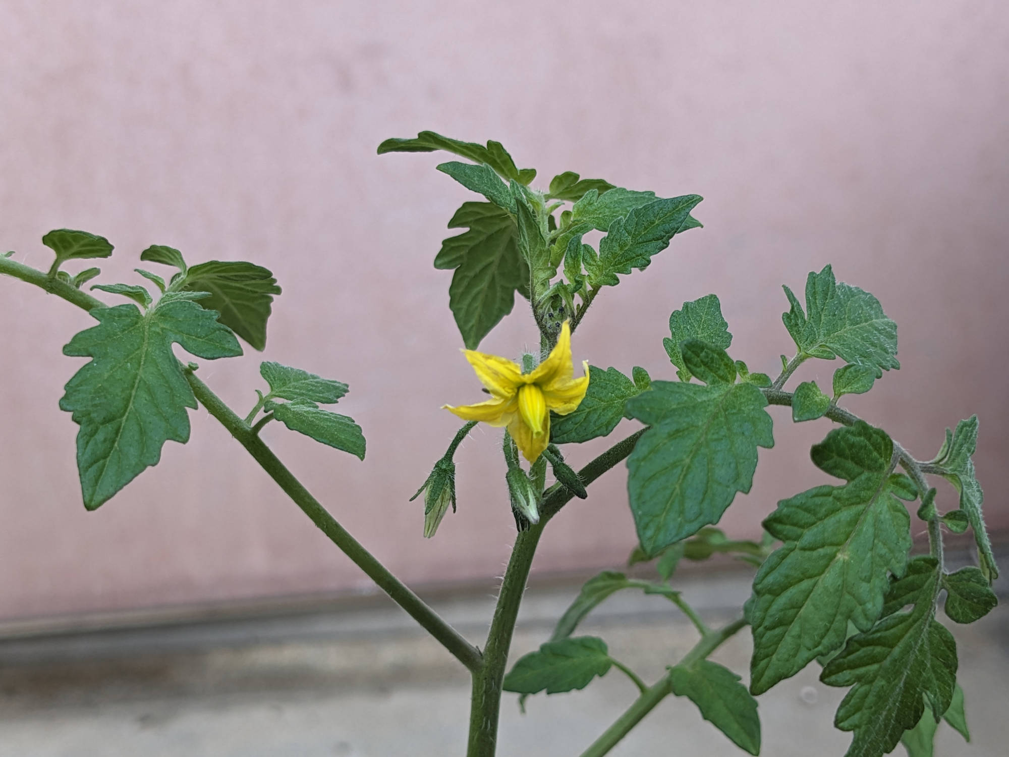 こあまくんの第一花房