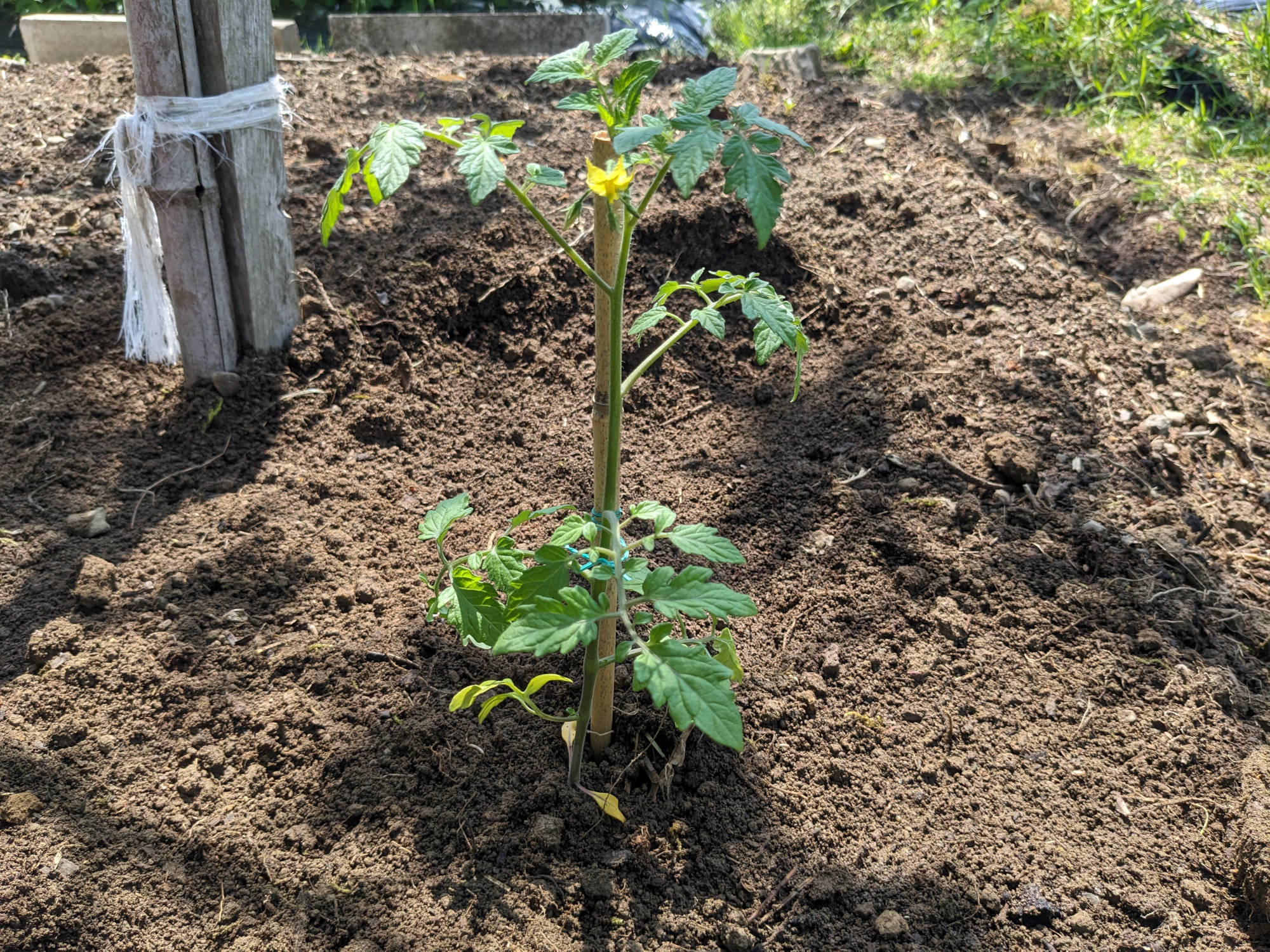 畑に定植したこあまくん