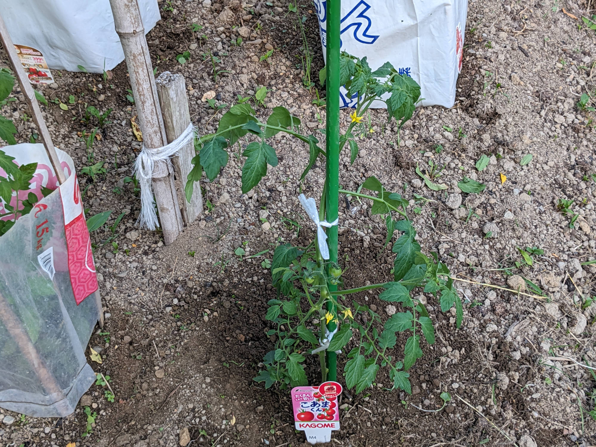 畑に定植したこあまくん