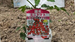 「こくうまチェリー」は濃厚で食べ応えあり！
