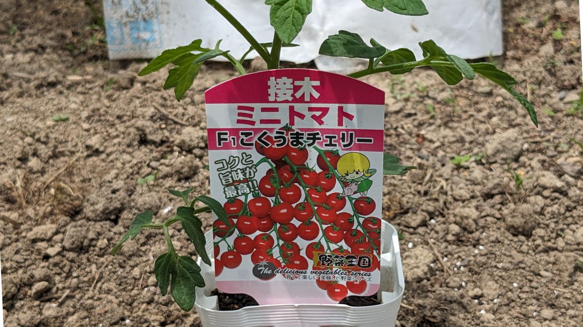 「こくうまチェリー」は濃厚で食べ応えあり!