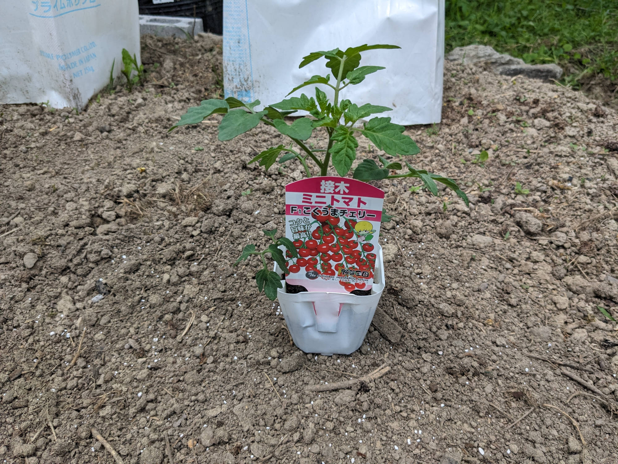 購入した「こくうまチェリー」