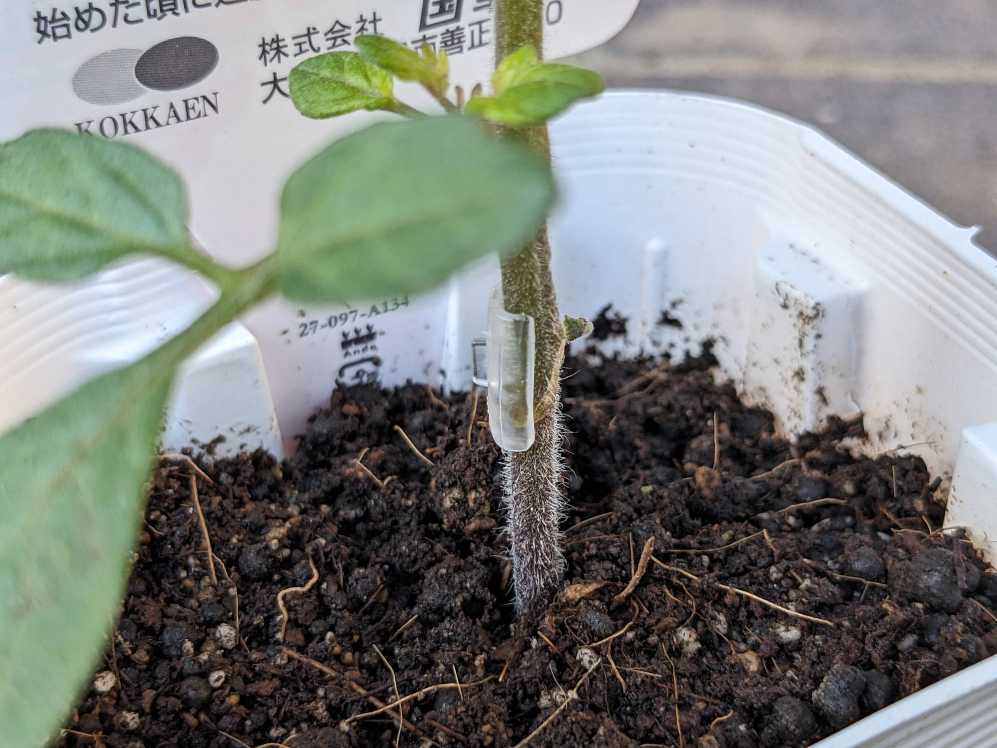 継ぎ木クリップ