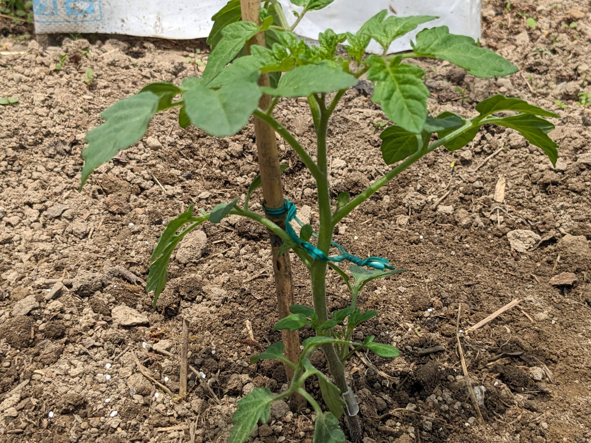 定植した「こくうまチェリー」