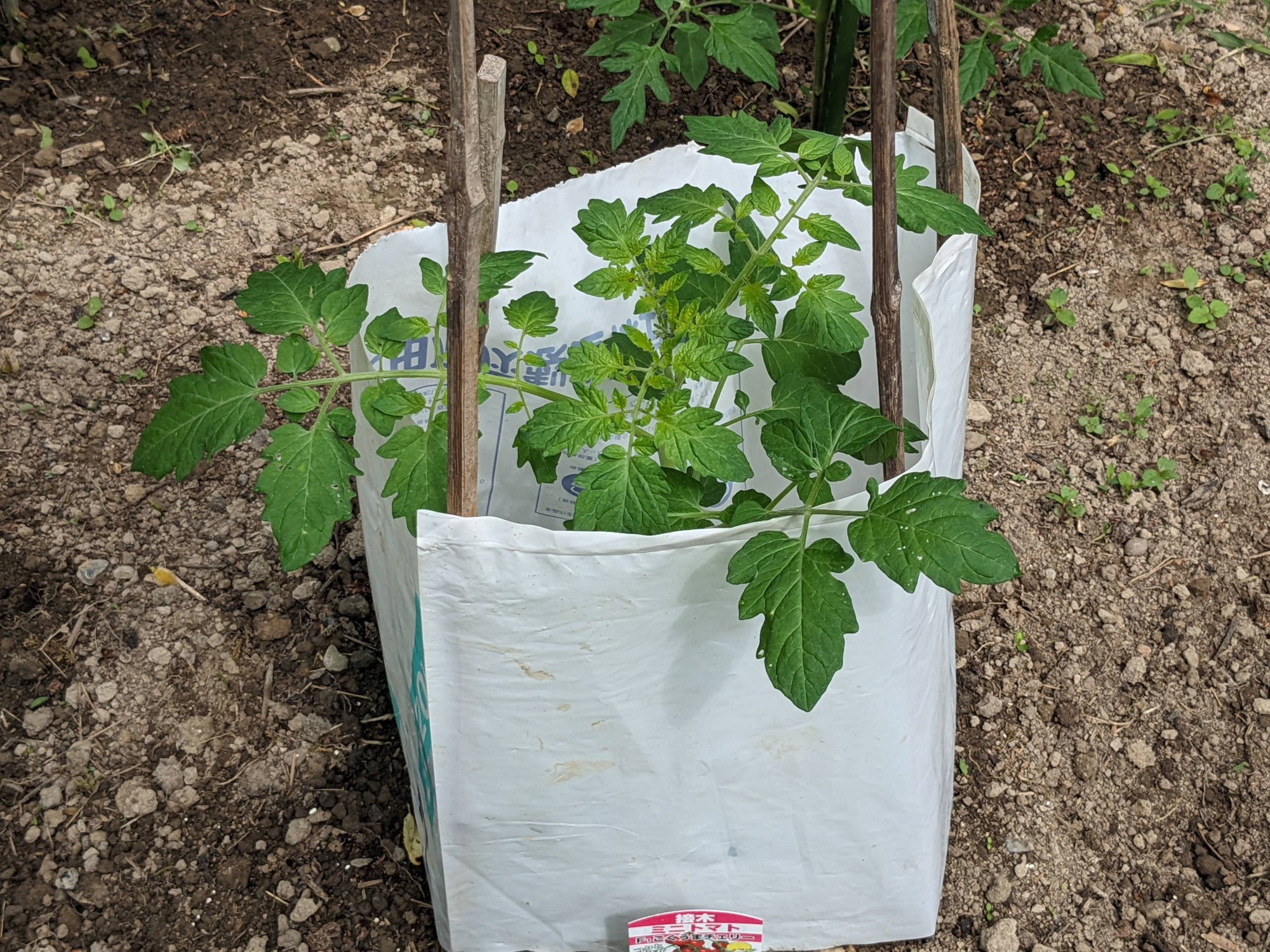 大きく成長した「こくうまチェリー」