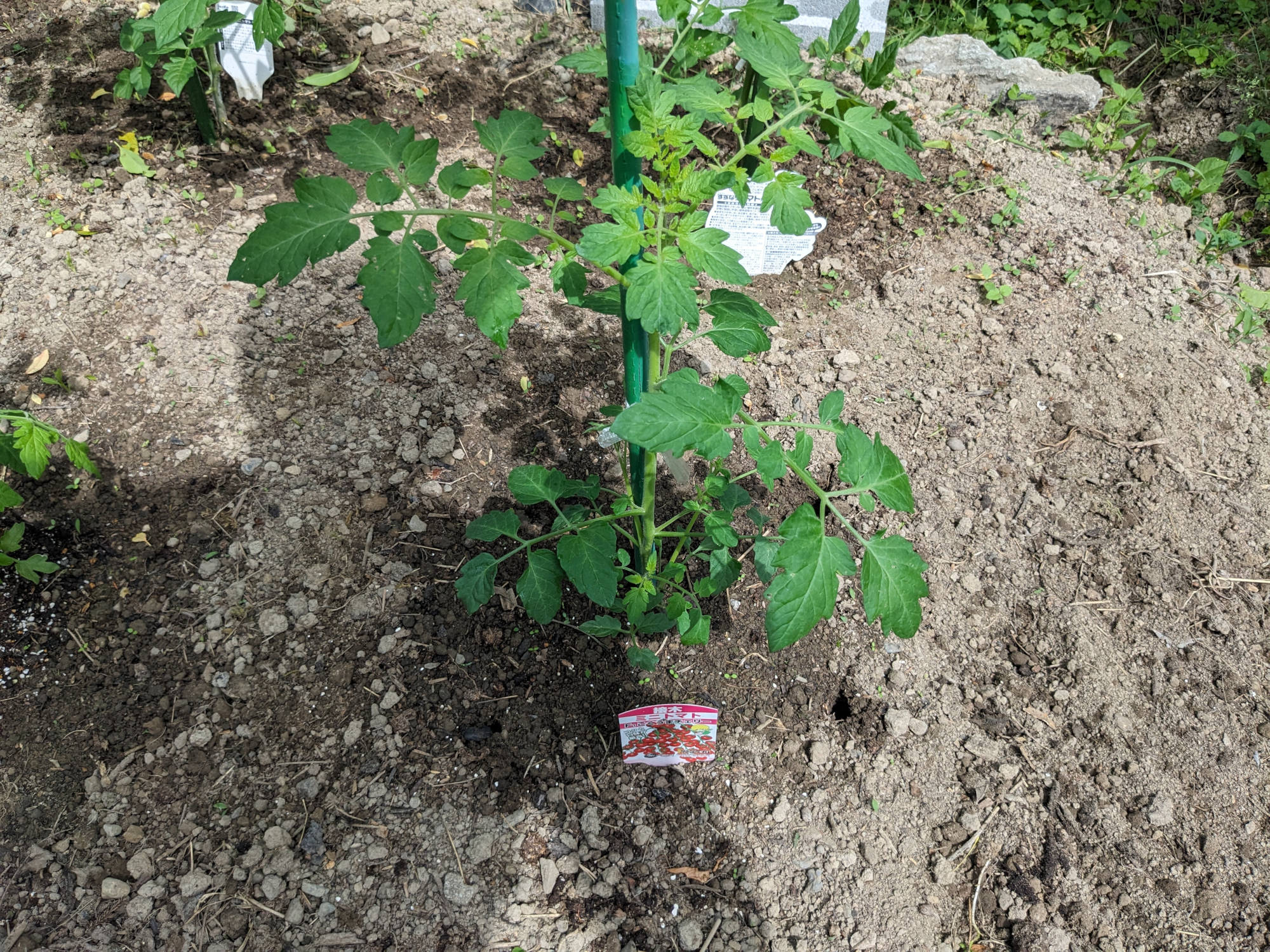 大きく成長した「こくうまチェリー」