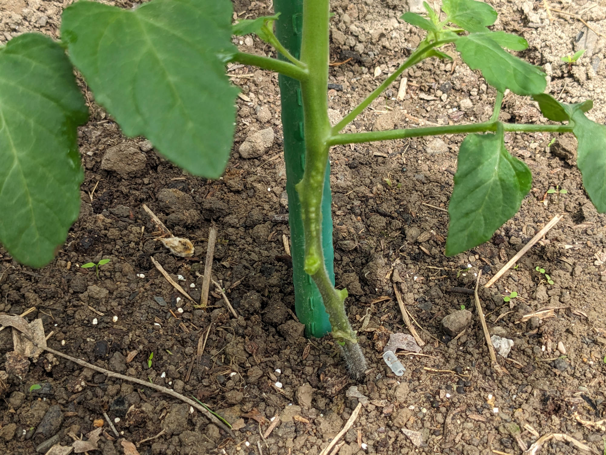 外れた継ぎ木クリップ