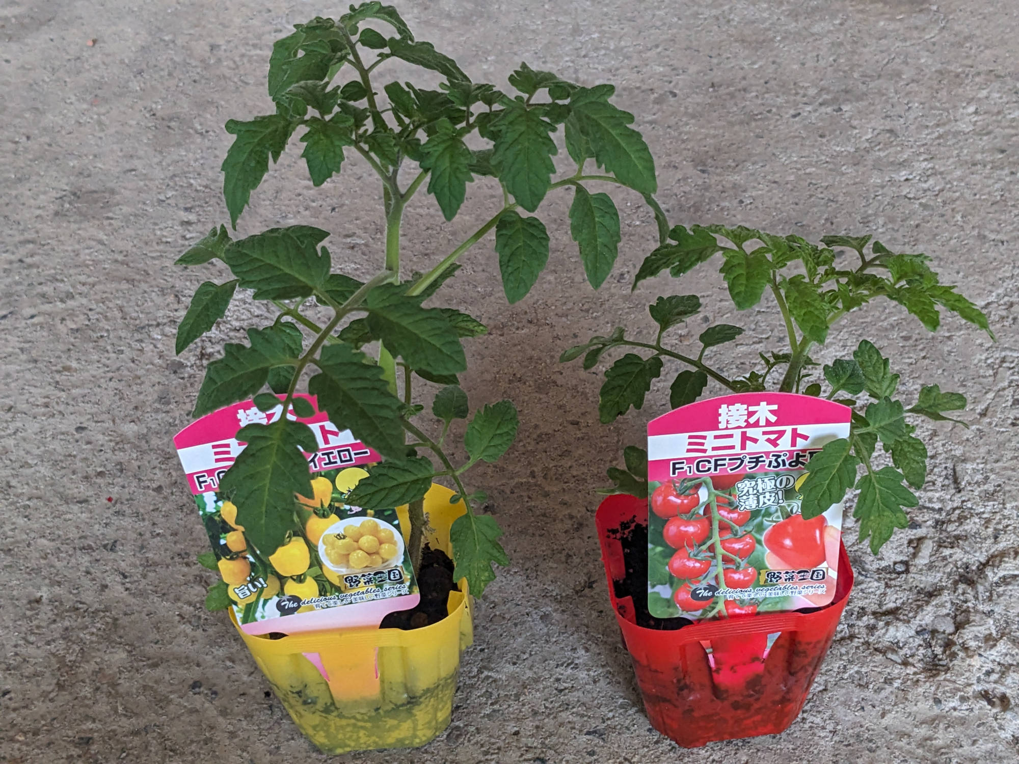 購入した「プチぷよ」の苗