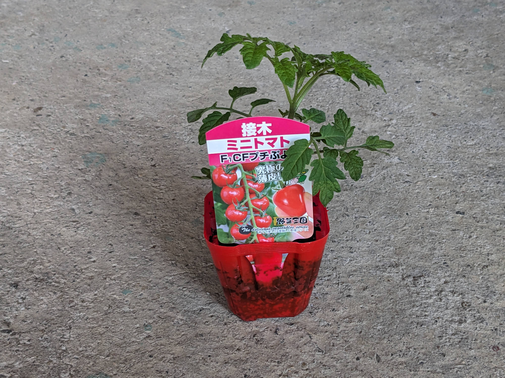 CFプチぷよⅡの苗