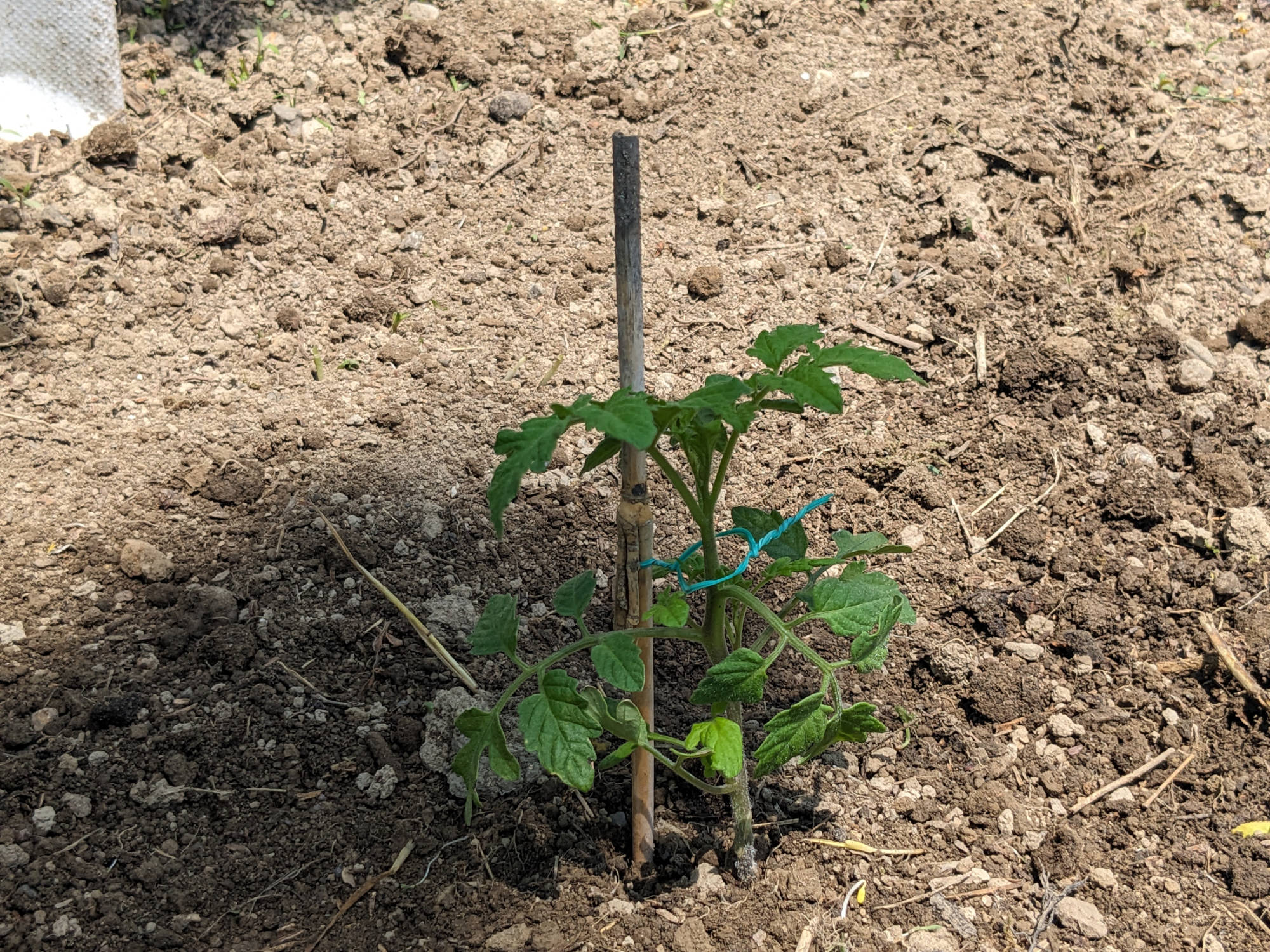 畑に定植した「CFプチぷよⅡ」の苗