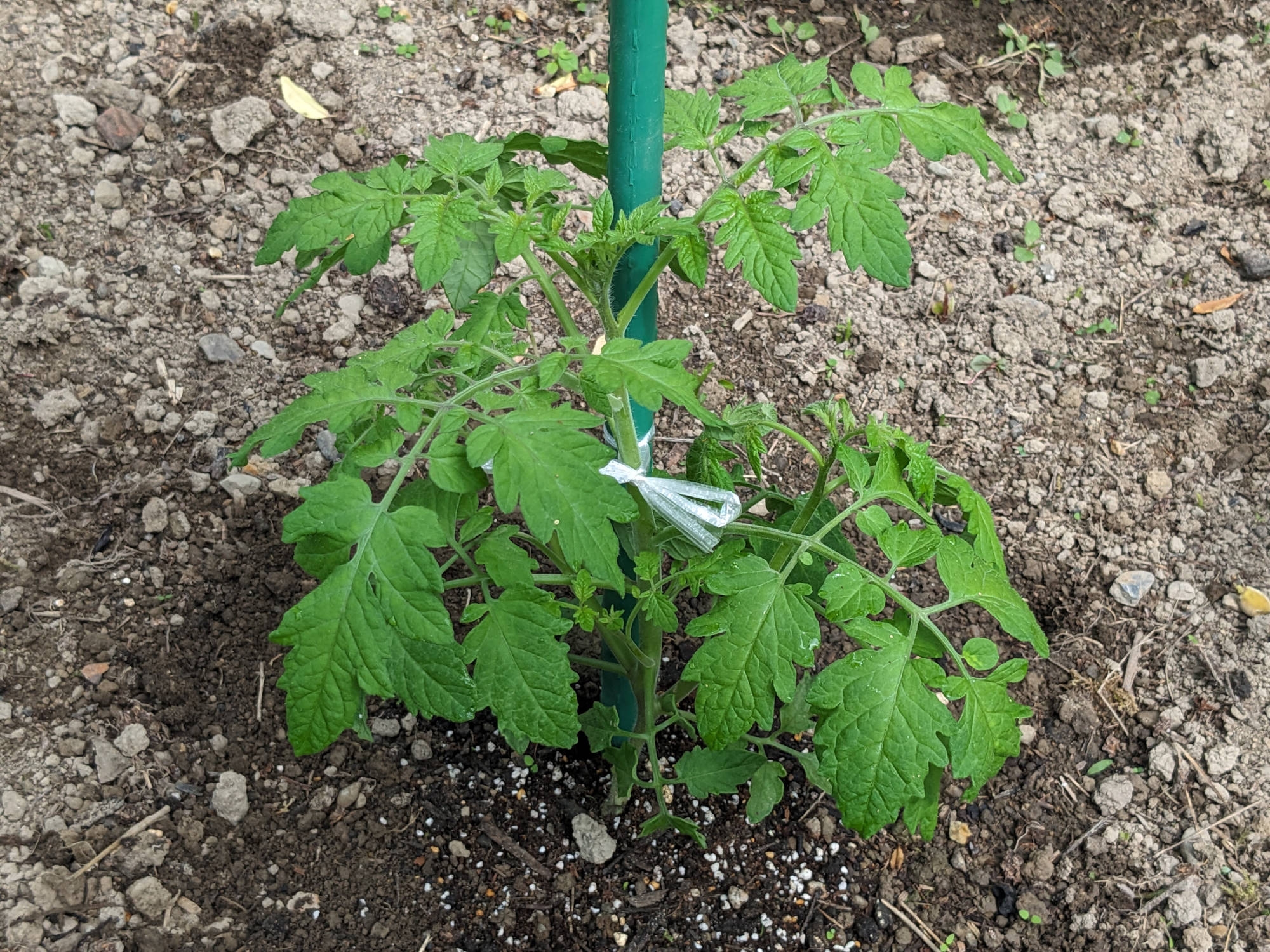 大きく成長した「CFプチぷよⅡ」