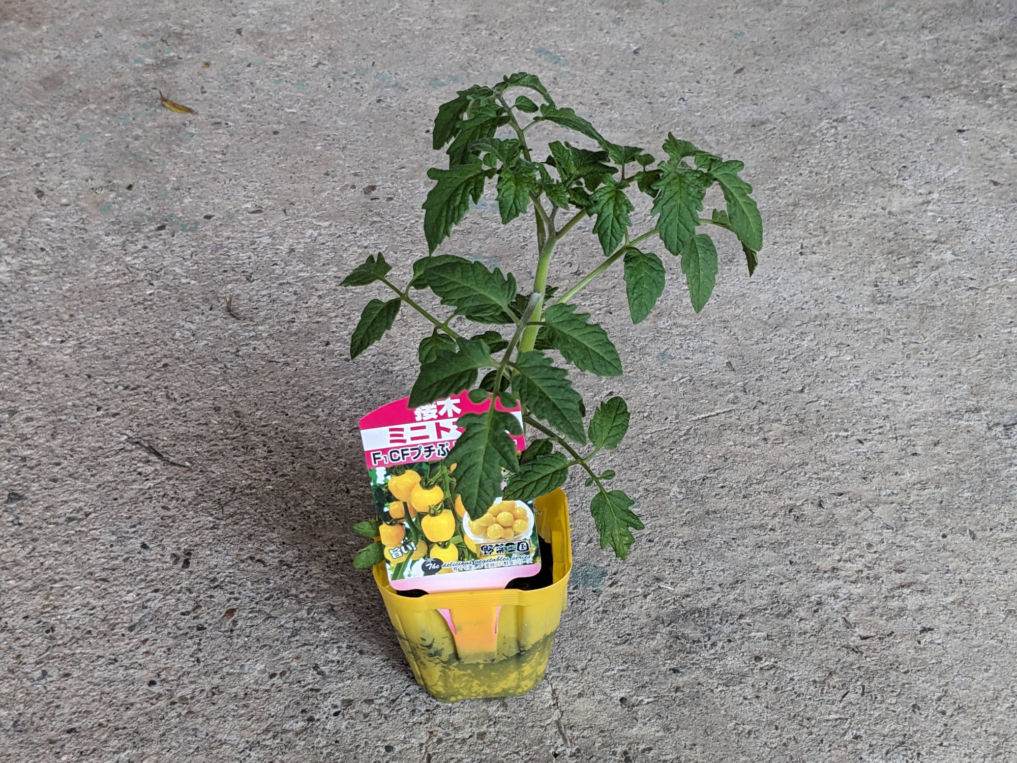 CFプチぷよイエロトマト