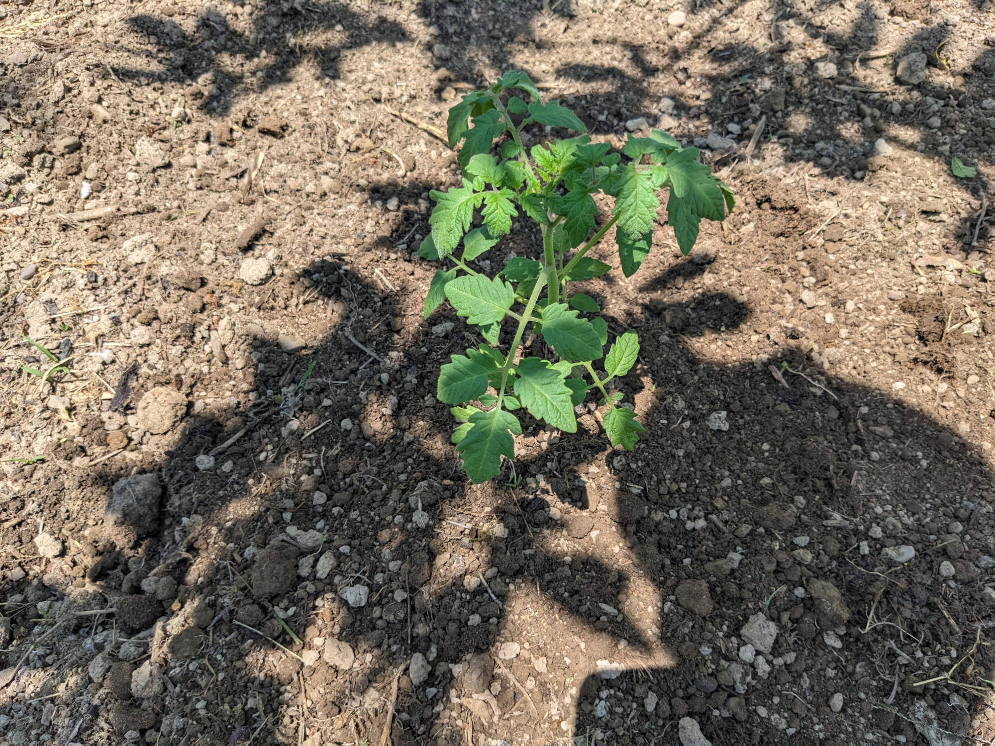 畑に定植した「CFプチぷよイエロトマト」