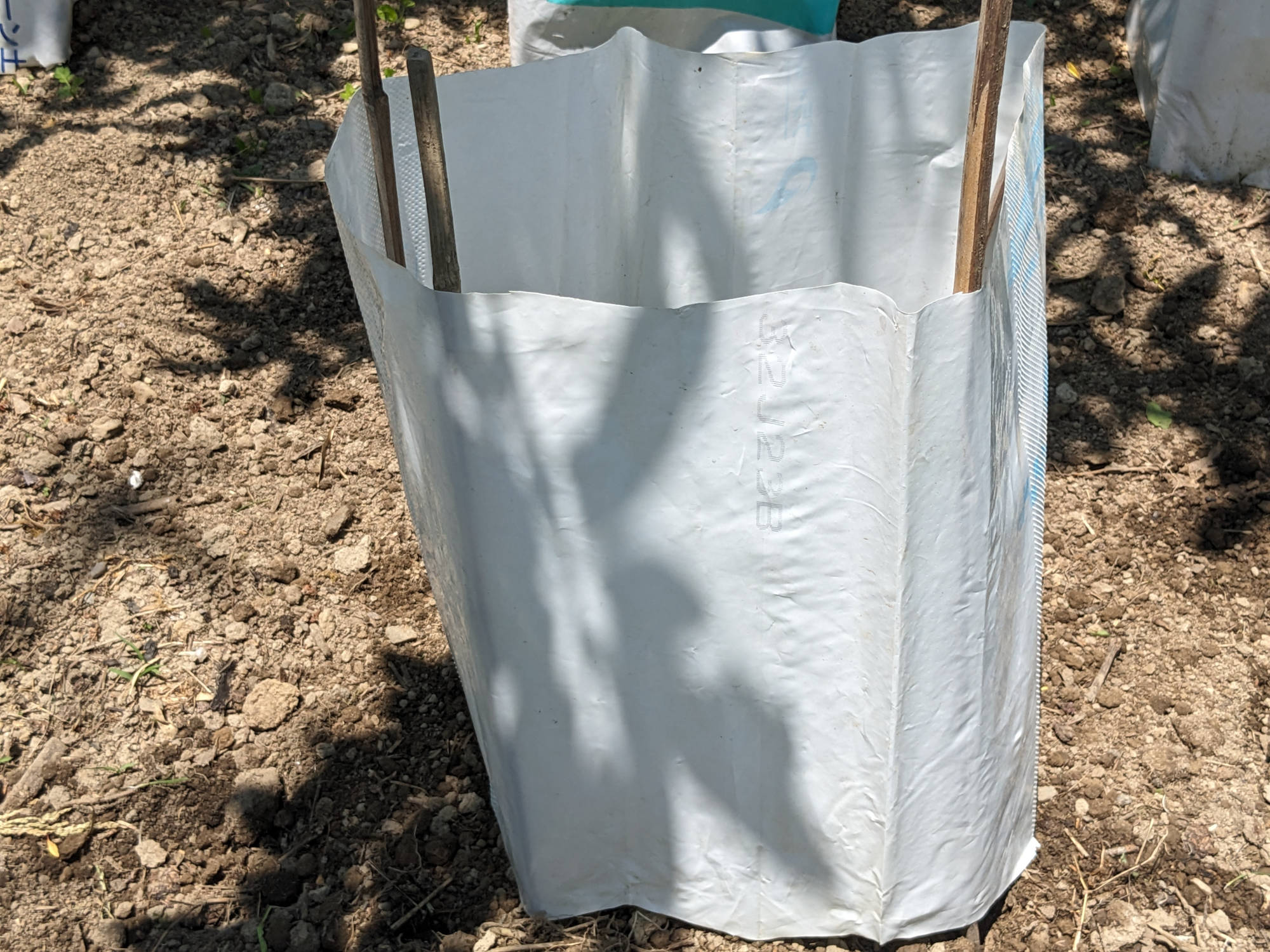 「CFプチぷよイエロトマト」に風よけを設定