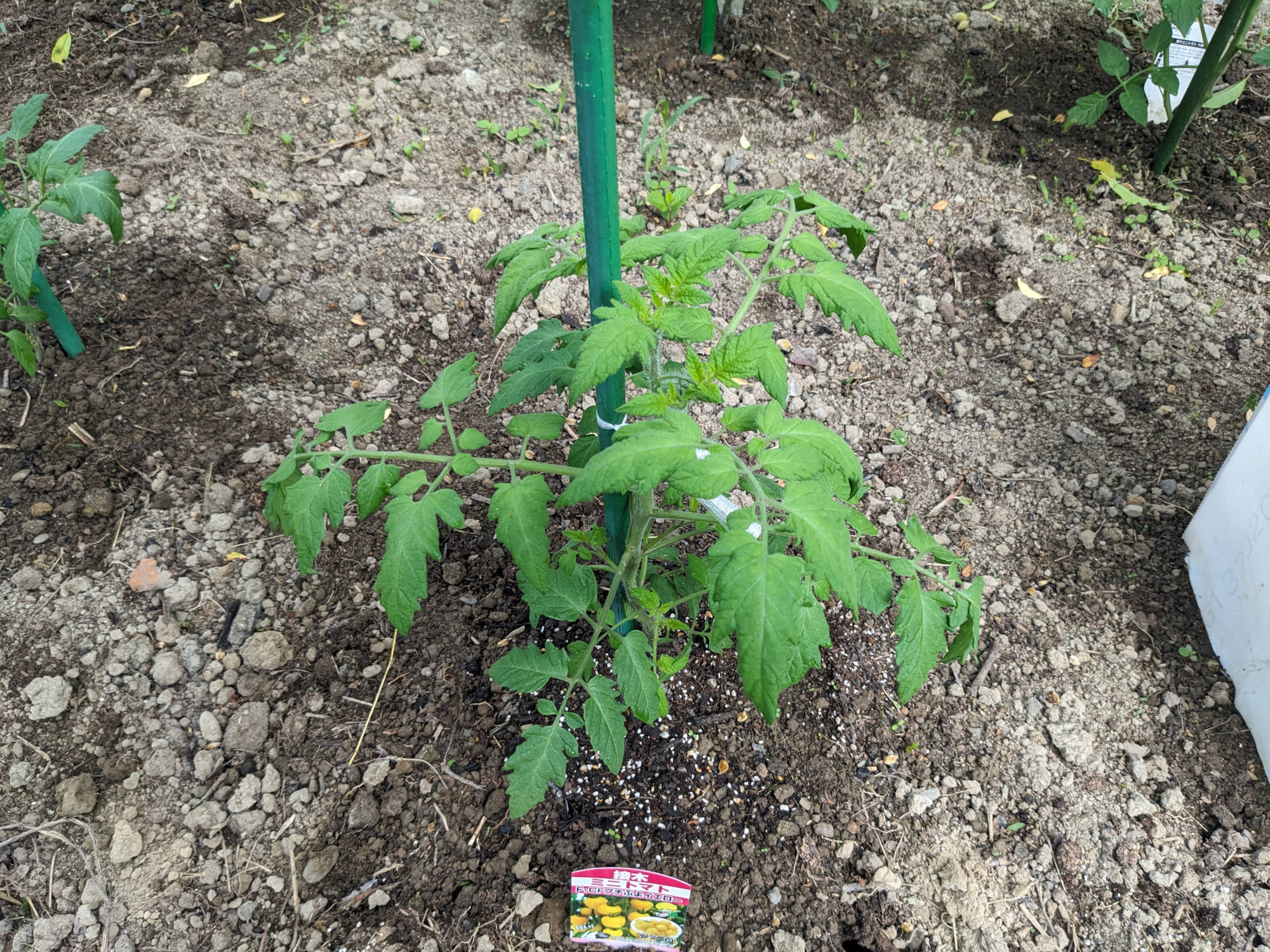 大きく成長した「CFプチぷよイエロトマト」