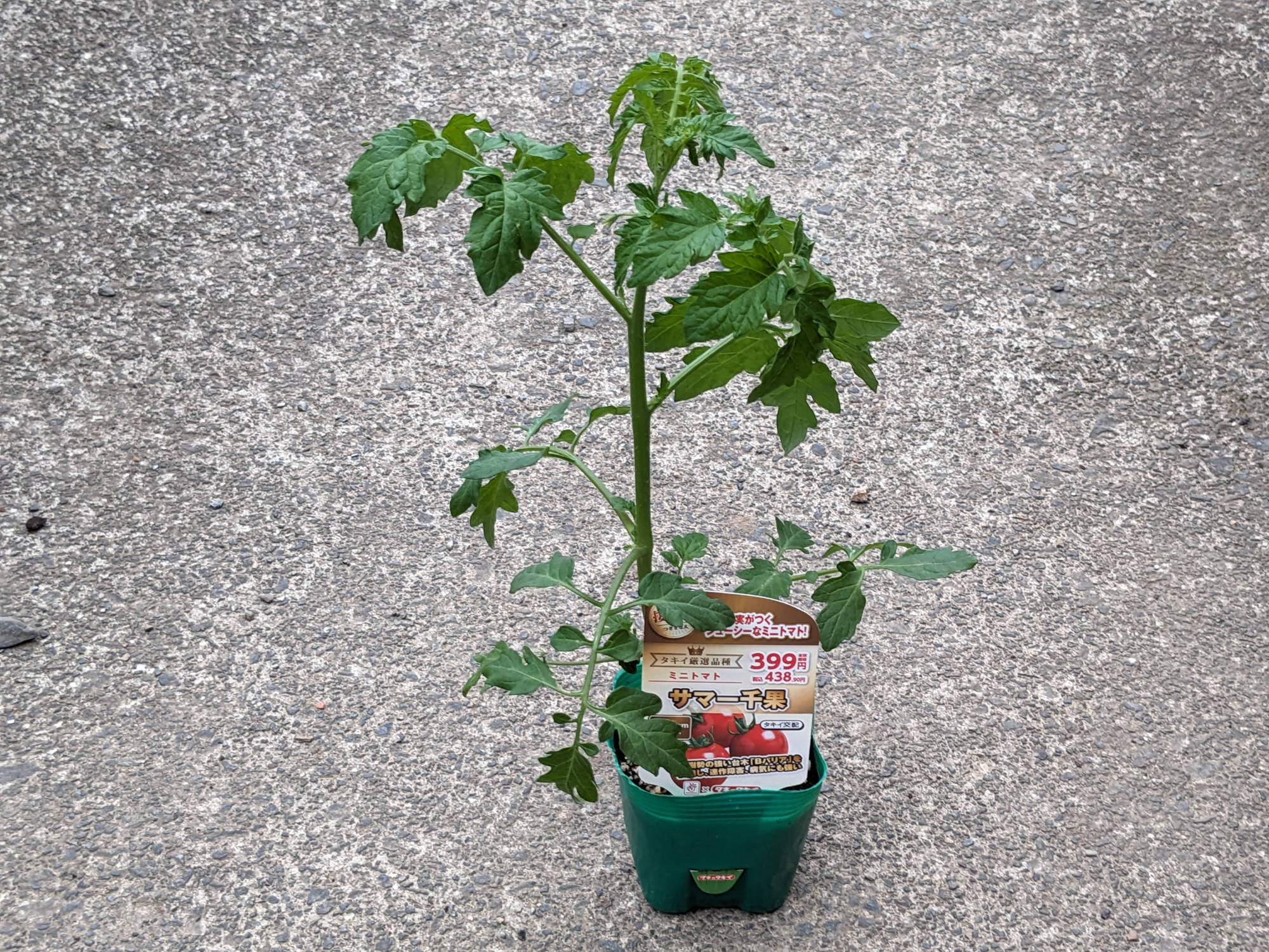 購入したサマー千果の苗