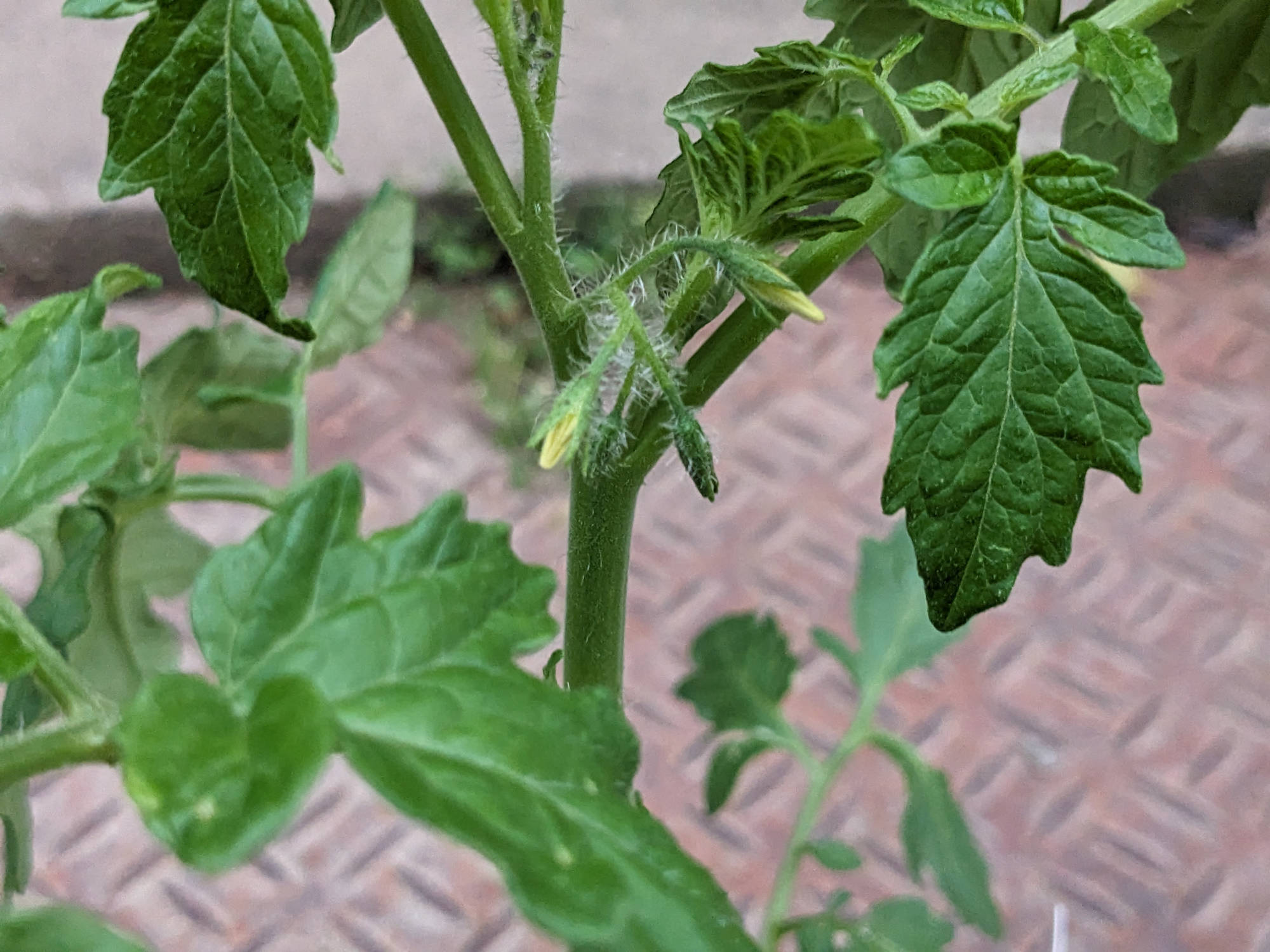 サーマー千果の第一花房