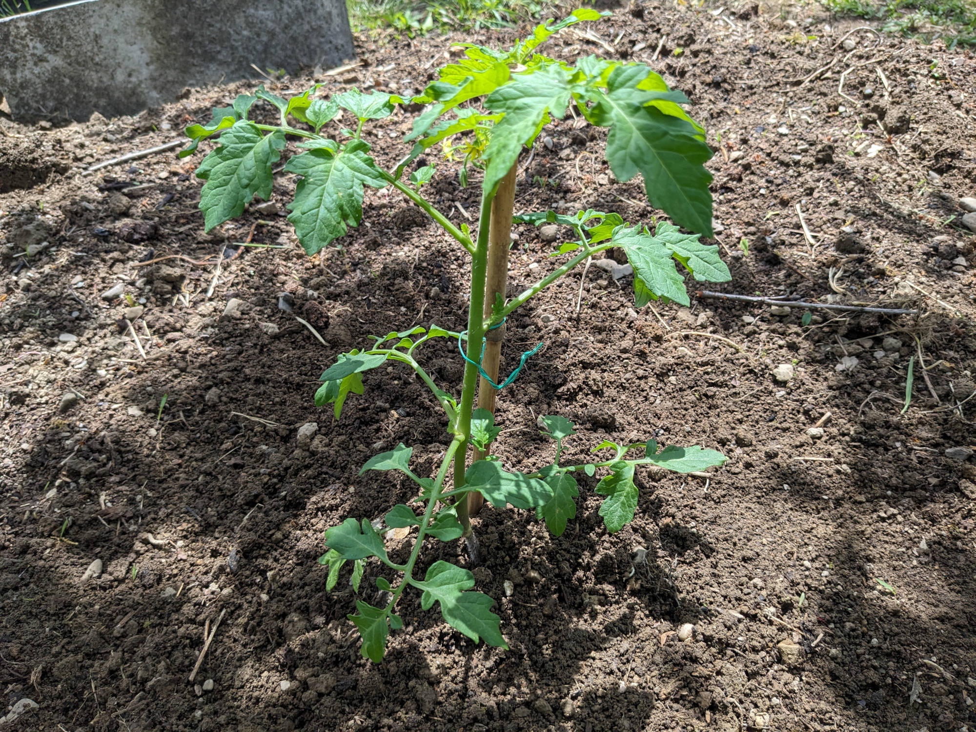 畑に定植したサーマー千果の苗