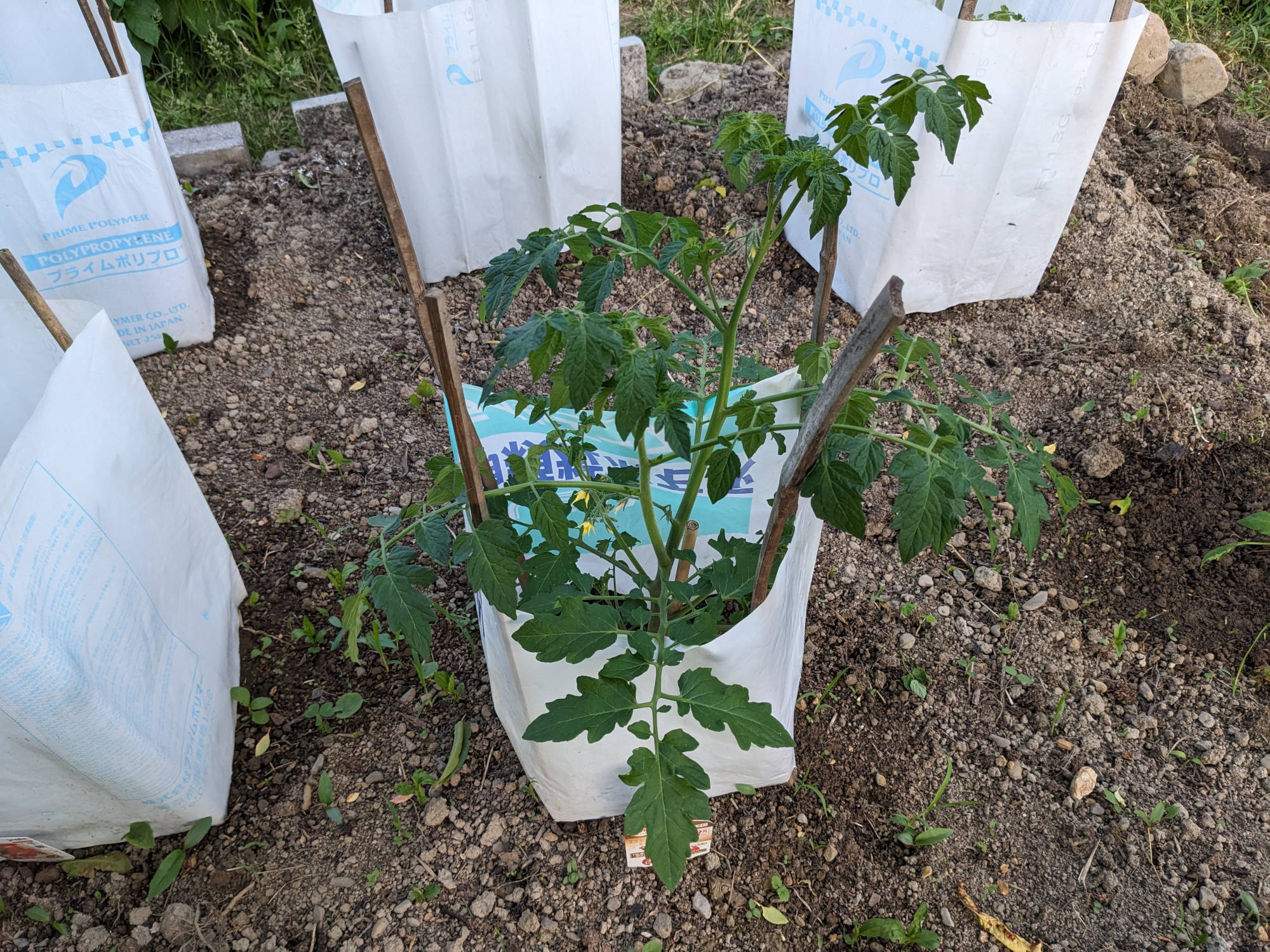 大きく成長したサマー千果