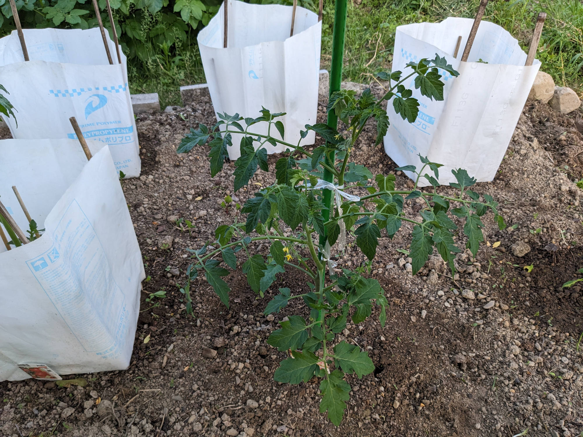 大きく成長したサマー千果