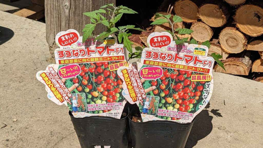 【10本】鈴なりミニトマト 苗 家庭菜園 ミニトマト プランター ミニトマトの苗 すずなりトマト 接木苗2個～【野菜の苗 9cmポット