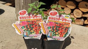 家庭菜園向けミニトマト「すずなりトマト」を栽培！