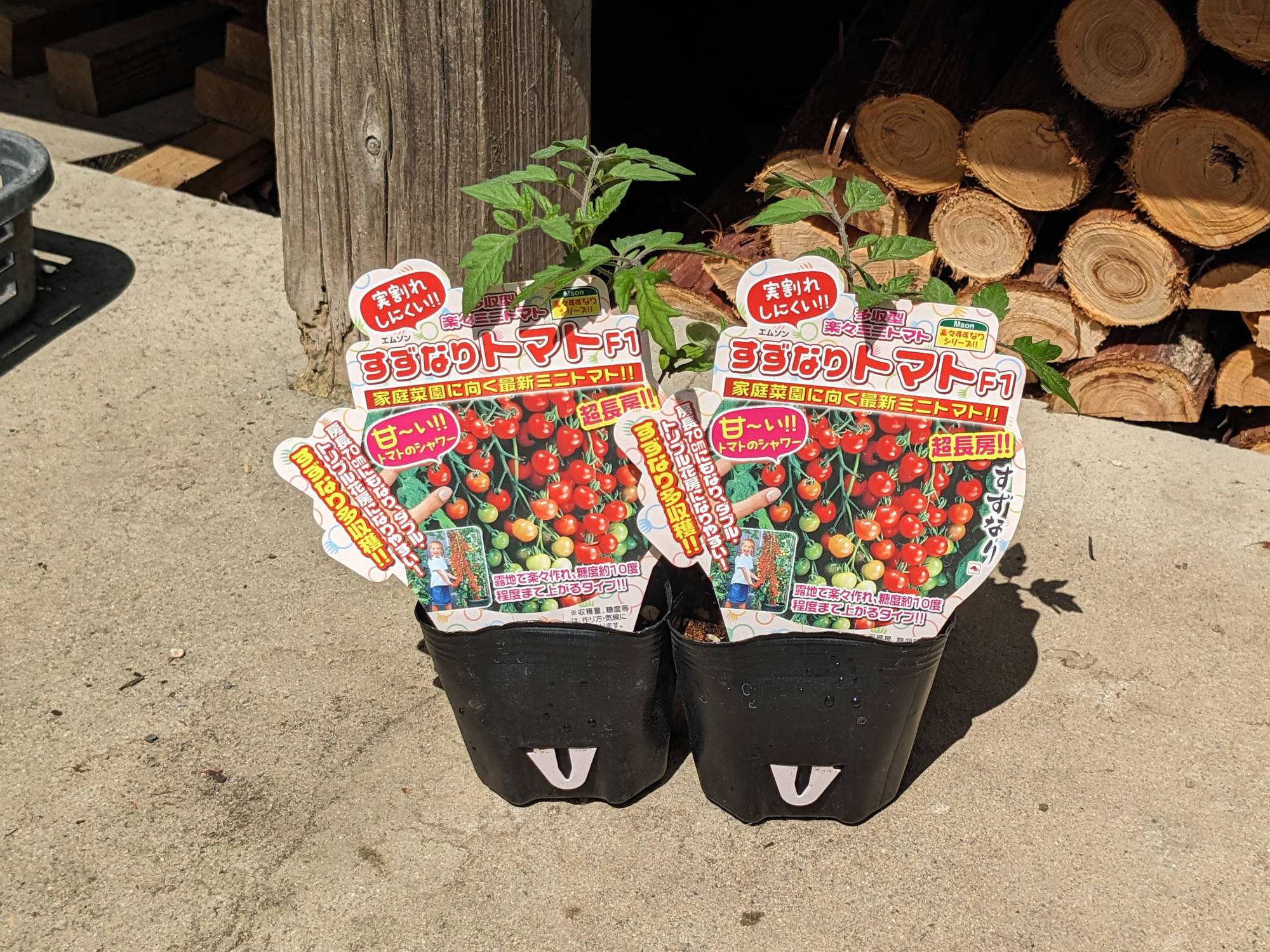 購入した「すずなりトマト」の苗