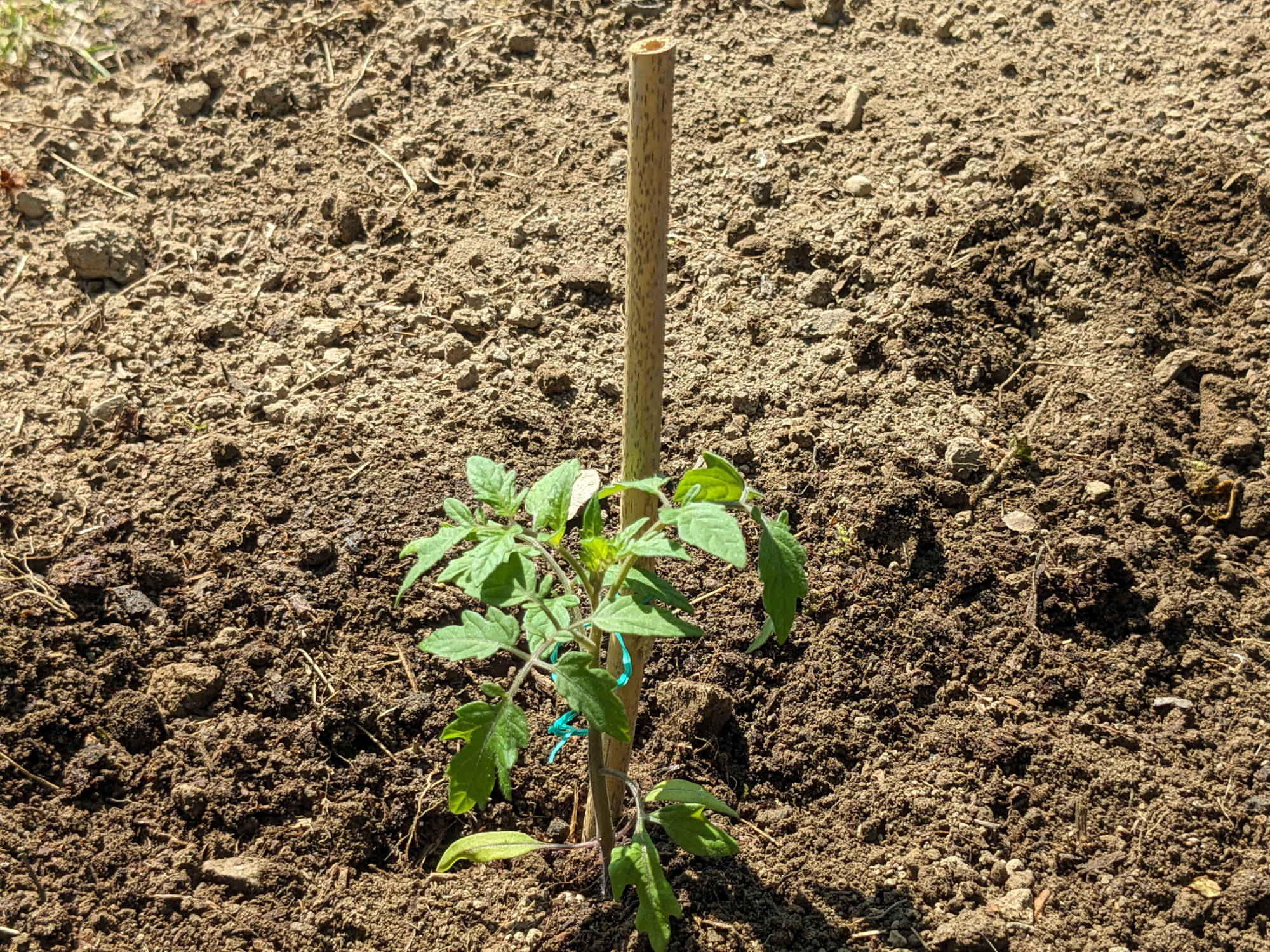 畑に定植した「すずなりトマト」
