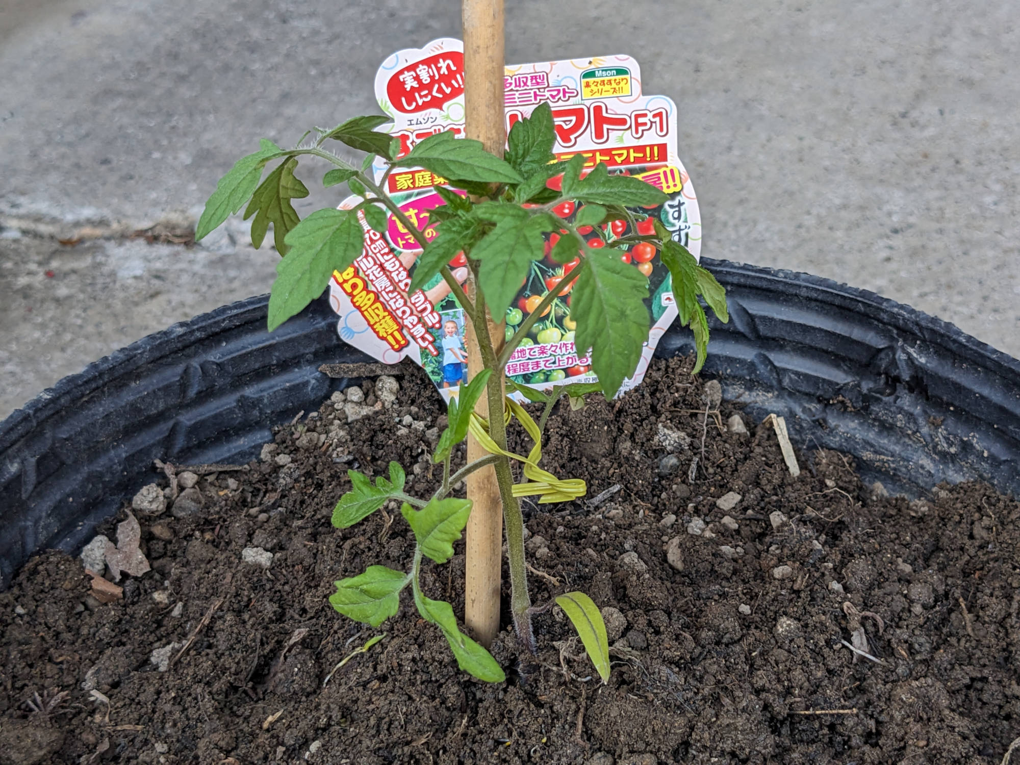 ポットに定植した「すずなりトマト」