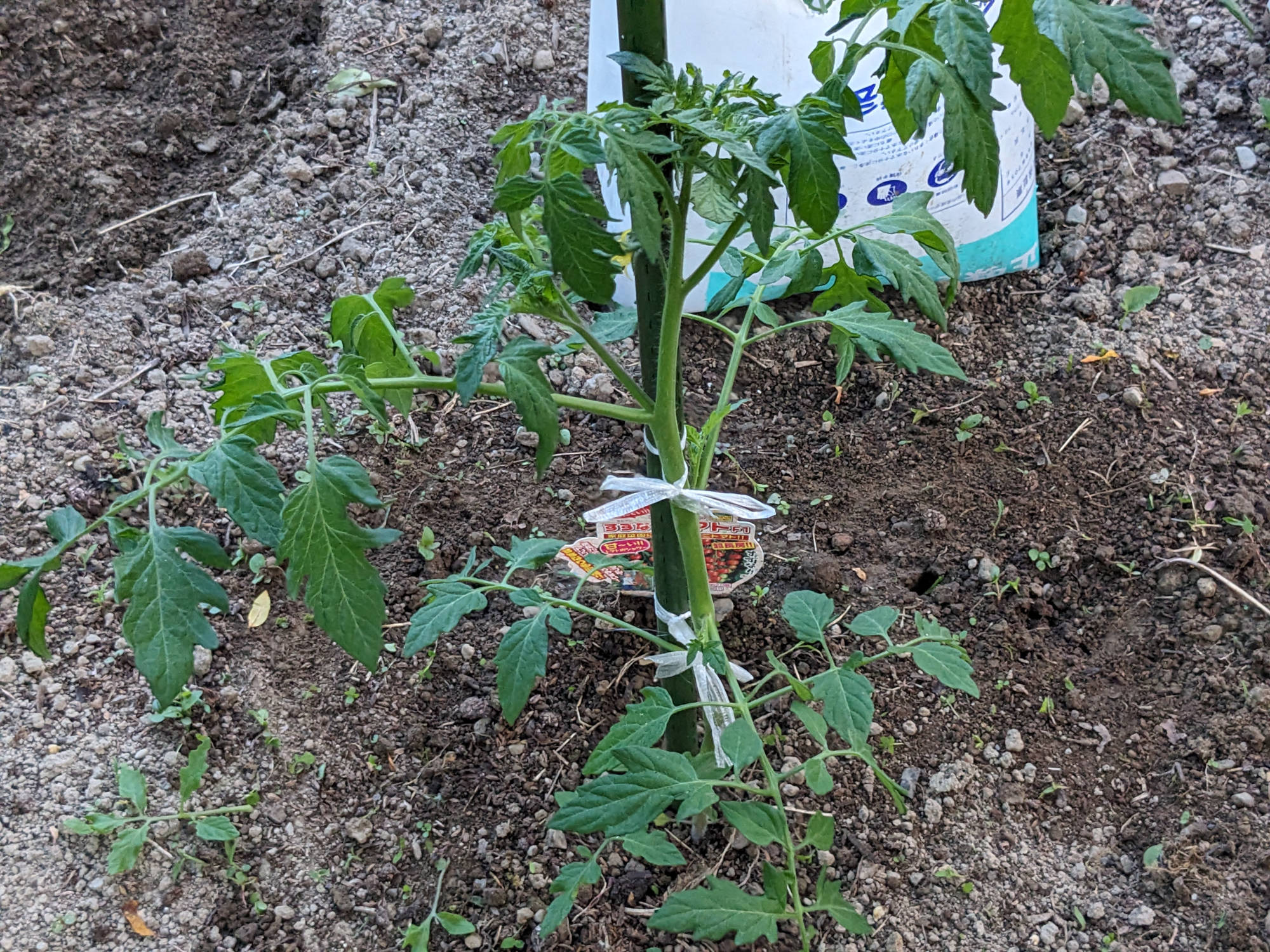 大きく成長した「すずなりトマト」