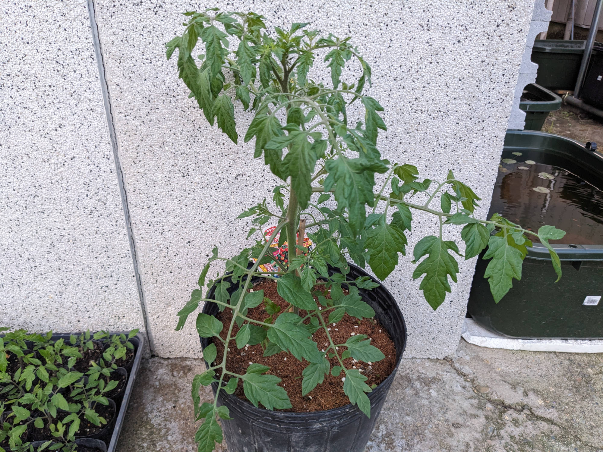 大きく成長した「すずなりトマト」