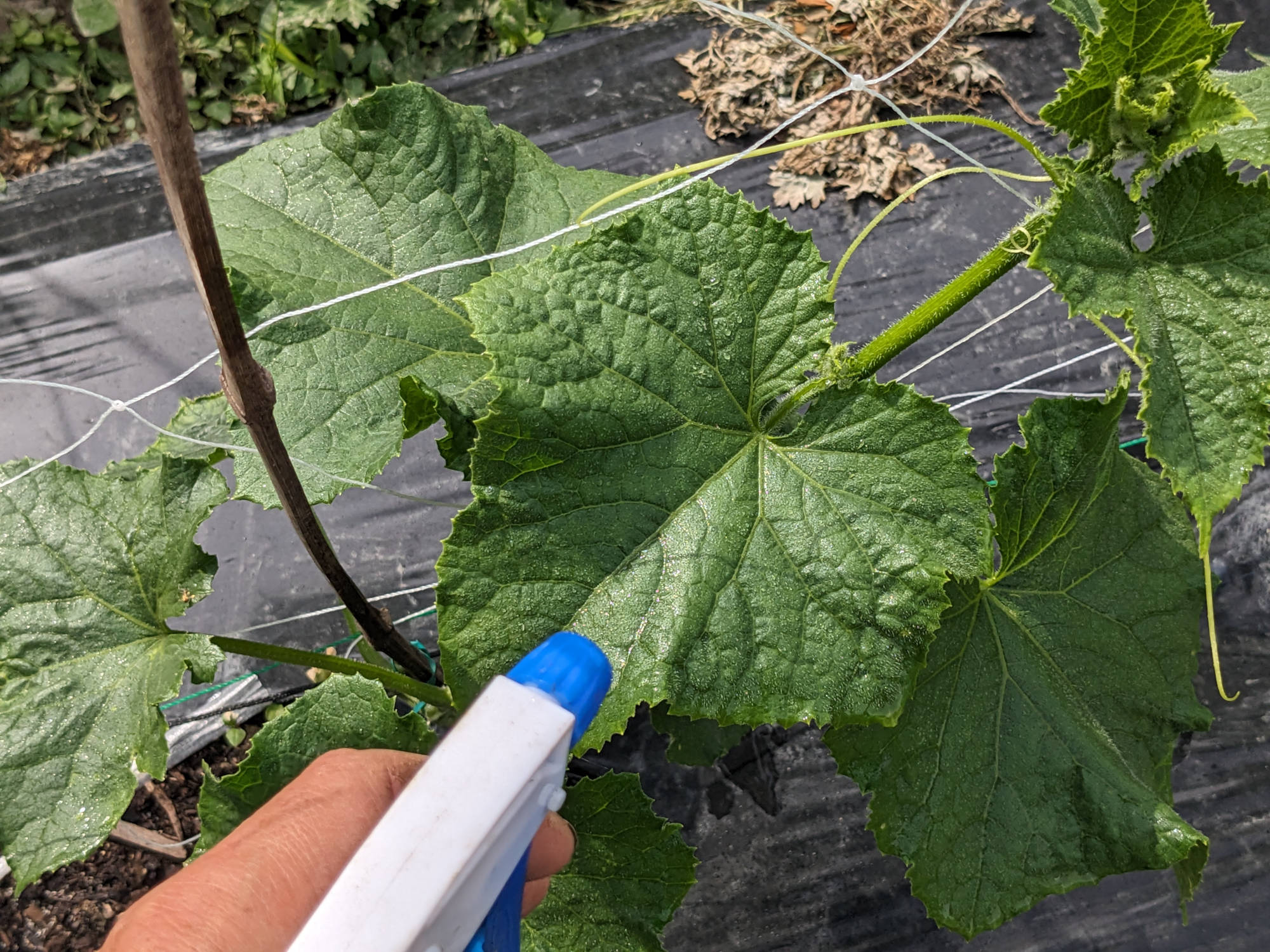 防虫スプレーをかける