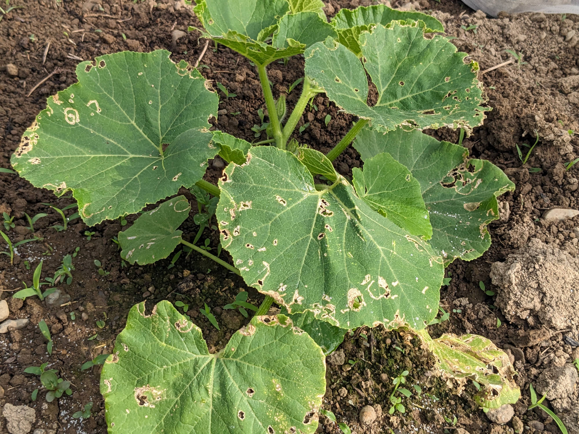 ウリハムシに食べられたカボチャの葉