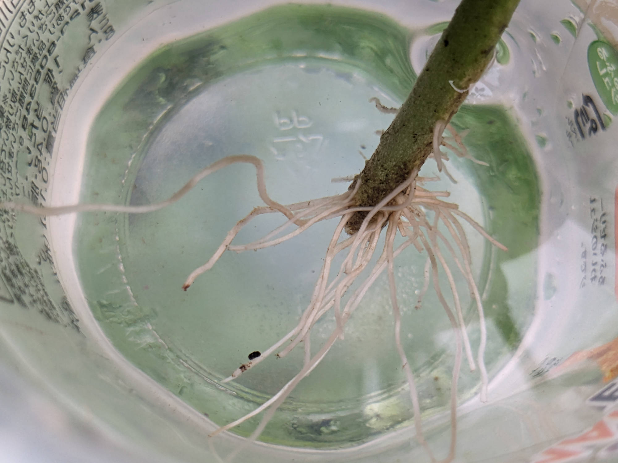 発根したトマトの脇芽