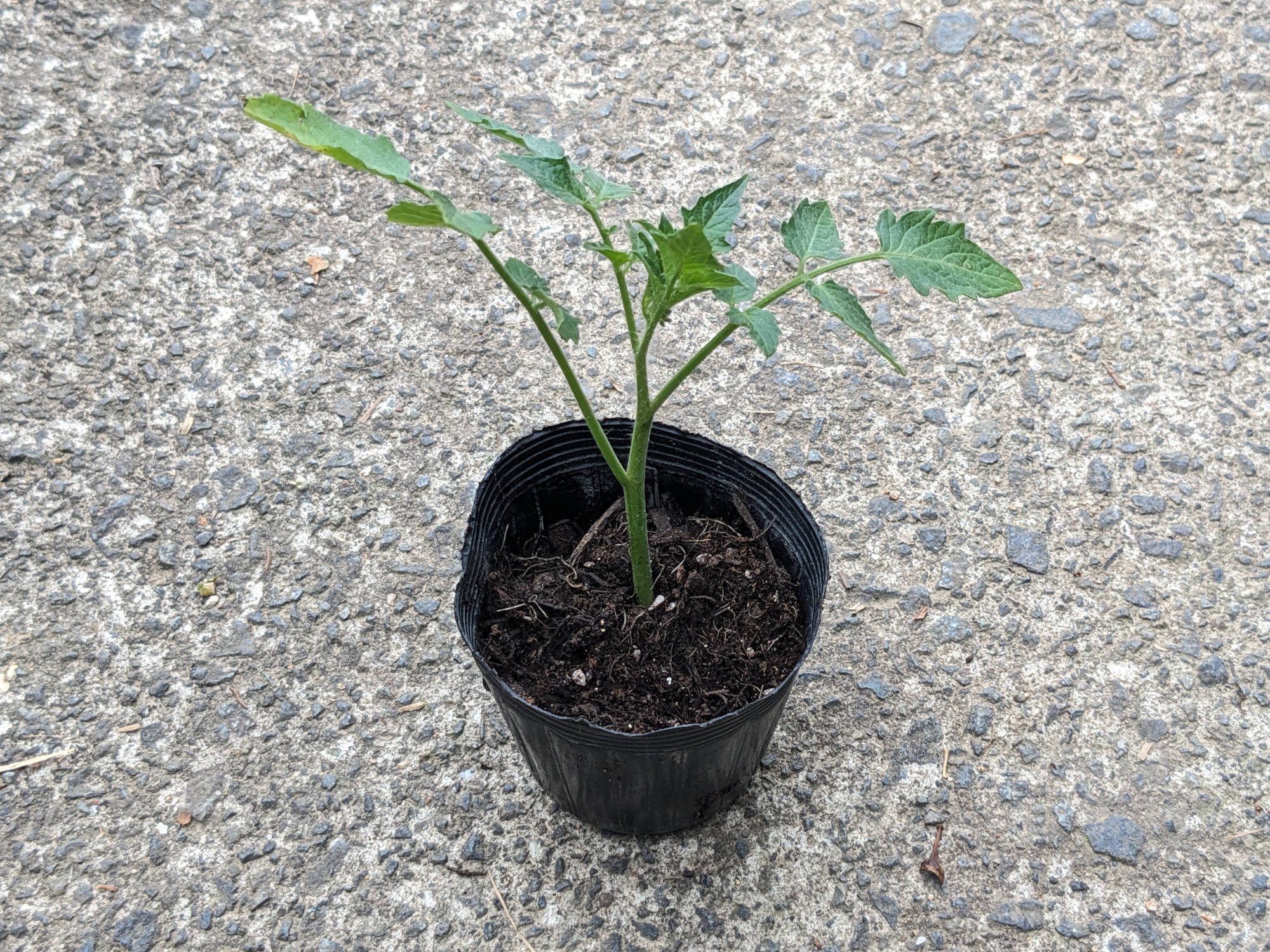 ポットに挿した脇芽