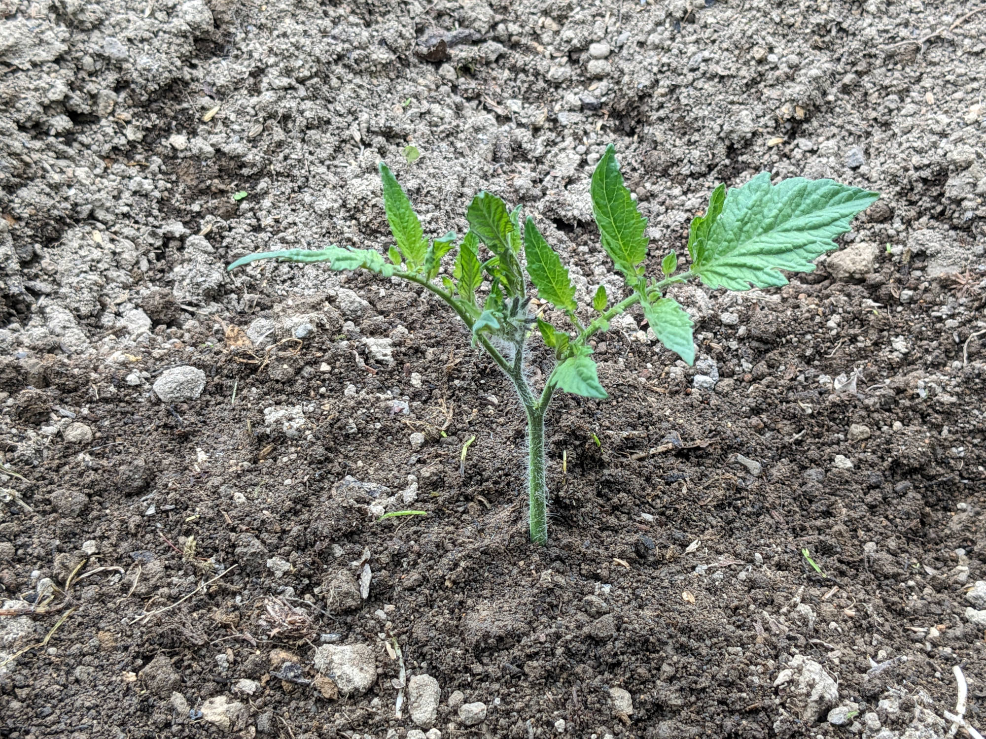 土壌に刺したトマトの脇芽